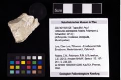 NHMW-GEO-2007z0149-0128_Ol_01.tifOctoeurax acaresprora (Robins, Feldmann & Schweitzer, 2013)  (NHMW-GEO-2007z0149-0128)